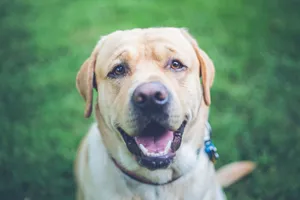 Close-up portrait of a happy golden Labrador Retriever on a grassy field. jigsaw puzzle