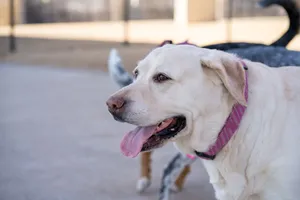 Friendly Labrador Retriever panting at a park on a sunny day. jigsaw puzzle
