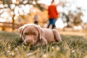 Close-up of a puppy lying on grass in a sunlit park with blurred people in the background. jigsaw puzzle