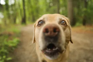 A playful Labrador retriever explores a lush green forest in East Greenwich on a bright day. jigsaw puzzle