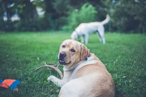 Two Labrador Retrievers enjoying a sunny day in the garden. jigsaw puzzle