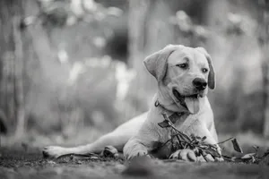 A black and white photo of a Labrador Retriever lying outdoors on grass jigsaw puzzle