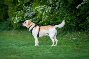 Side profile of a Labrador Retriever in a garden setting, showcasing alertness and focus. jigsaw puzzle