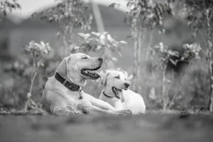 Black and white photo of two Labrador Retrievers relaxing outdoors, showcasing serenity and companionship. jigsaw puzzle