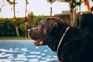 Side view of adorable obedient chocolate Labrador Retriever dog standing at poolside and looking away on sunny day jigsaw puzzle