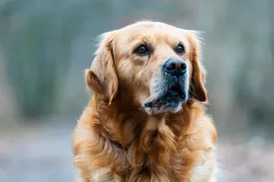 Close-up of a Golden Retriever looking attentively outdoors. Ideal for pet lovers and animal-themed projects. jigsaw puzzle