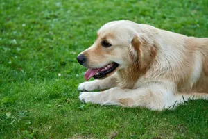 Golden Retriever dog lying on lush green grass with tongue out, showcasing its playful and relaxed nature. jigsaw puzzle