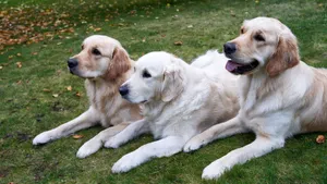 Three golden retrievers lying on green grass, enjoying a peaceful outdoor day. jigsaw puzzle