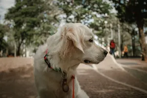 Golden Retriever dog in a park, looking peaceful and serene. Perfect for pet and outdoor themes. jigsaw puzzle