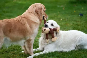 Two golden retrievers playing with a plush toy on the grass in a playful outdoor moment. jigsaw puzzle
