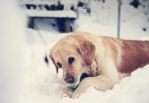 Golden Retriever enjoys winter snow with a ball. Perfect moment of playful joy. jigsaw puzzle