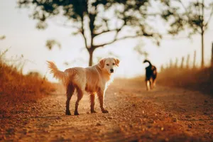 Cute Golden Retriever standing on dry ground in countryside against bright blurred background jigsaw puzzle
