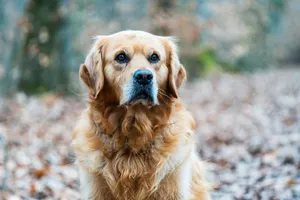 Close-up of a Golden Retriever dog sitting in a serene forest environment during fall. jigsaw puzzle
