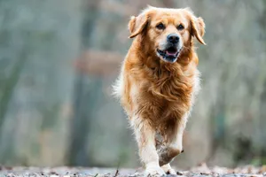 A happy golden retriever walking outdoors on a forest trail. jigsaw puzzle