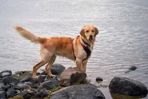 A wet Golden Retriever with a harness standing by a rocky lakeside. jigsaw puzzle