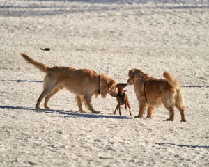 Two golden retrievers play in the snow with a smaller dog in Oslo, Norway. jigsaw puzzle