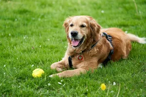 Charming golden retriever lying on green grass with a tennis ball, enjoying a sunny day outdoors. jigsaw puzzle