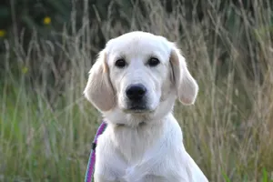 Adorable Golden Retriever puppy sitting in a grassy outdoor setting. jigsaw puzzle