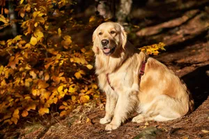 Charming Golden Retriever enjoying a sunny autumn day in a forest in Oslo, Norway. jigsaw puzzle