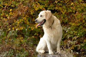 Charming Golden Retriever sitting in colorful autumn leaves, exuding a warm and friendly vibe. jigsaw puzzle
