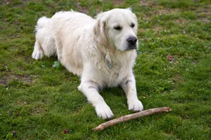 A serene Golden Retriever lying on grass, capturing a peaceful moment outdoors. jigsaw puzzle