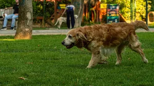 Golden Retriever walking on green grass in a vibrant park setting. jigsaw puzzle