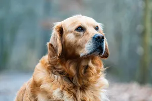 Golden Retriever looking serene and attentive in an outdoor setting with a blurred background. jigsaw puzzle