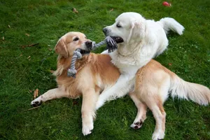 Joyful golden retrievers playing with a rope toy on green grass in Oslo. jigsaw puzzle