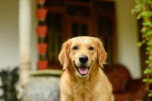 Close-up of a cheerful Golden Retriever sitting in front of a house with a happy expression. jigsaw puzzle