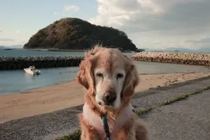 Adorable golden retriever enjoying a serene beach day by the sea. jigsaw puzzle
