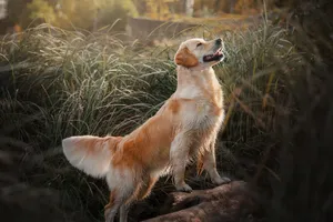 Golden retriever standing alert in a lush, sunlit garden, surrounded by tall grass. jigsaw puzzle
