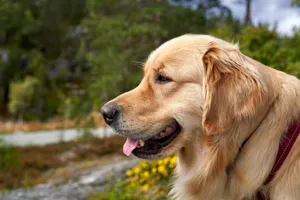 Side profile of a Golden Retriever with blurred natural background. jigsaw puzzle