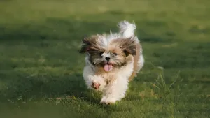 Adorable Shih Tzu puppy joyfully running across a green lawn outdoors on a sunny day. jigsaw puzzle