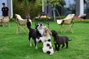 Three playful puppies frolicking in a lush green garden, creating a joyful scene of outdoor play. jigsaw puzzle