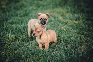 Adorable puppies stand together on a lush green lawn, embodying innocence and playfulness. jigsaw puzzle