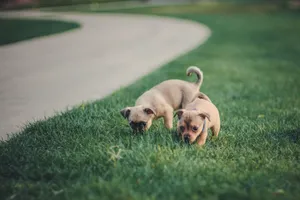 Two cute puppies playing on lush green grass outdoors, captured with Nikon D7100. jigsaw puzzle