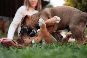 Two puppies playing energetically on a lawn, capturing a moment of playful energy. jigsaw puzzle