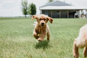 Adorable golden retriever puppy joyfully running on a lush green lawn on a sunny day. jigsaw puzzle