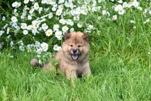 Cute fluffy puppy relaxing in a lush garden with blooming daisies. jigsaw puzzle