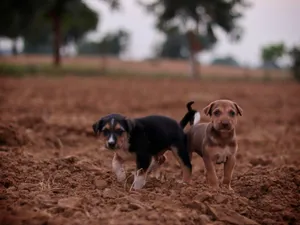 Two cute puppies on a field, showcasing their playful curiosity. jigsaw puzzle