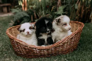 Three cute puppies sitting in a wicker basket surrounded by lush greenery in a garden setting. jigsaw puzzle