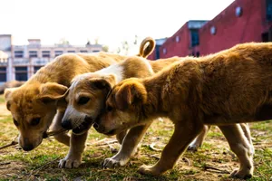 Three puppies playing on grass in PB, India, with a vibrant backdrop. Perfect for pet lovers. jigsaw puzzle