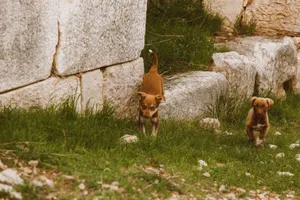 Two brown puppies playfully exploring a grassy area near ancient stone ruins. jigsaw puzzle