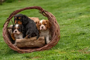 Three cute Cavalier King Charles Spaniel puppies in a wicker basket on green grass outdoors. jigsaw puzzle