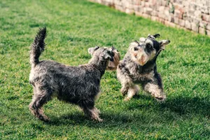Two schnauzer dogs playing energetically on a grassy lawn in a park setting. jigsaw puzzle