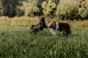 Two dogs playing joyfully in a sunlit grassy field, showcasing friendship and fun. jigsaw puzzle