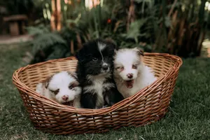Three cute puppies relaxing in a wicker basket on grassy outdoors, showcasing playful innocence. jigsaw puzzle