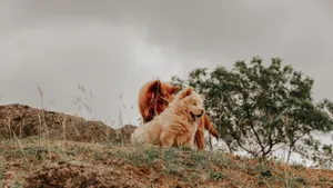 Two fluffy Chow Chow dogs sitting on a grassy hill, enjoying the outdoors. jigsaw puzzle