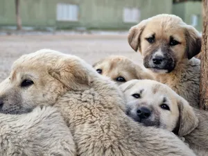 Cute group of puppies cuddling outdoors, showcasing their innocence and companionship. jigsaw puzzle