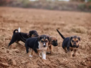 Four cute puppies playing on a dirt field, embodying innocence and playfulness. jigsaw puzzle